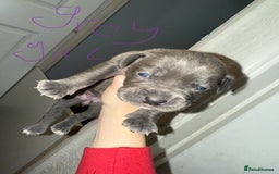 Mixed Breed dogs for sale: 9 beautiful cane corso puppies available  - Image 4