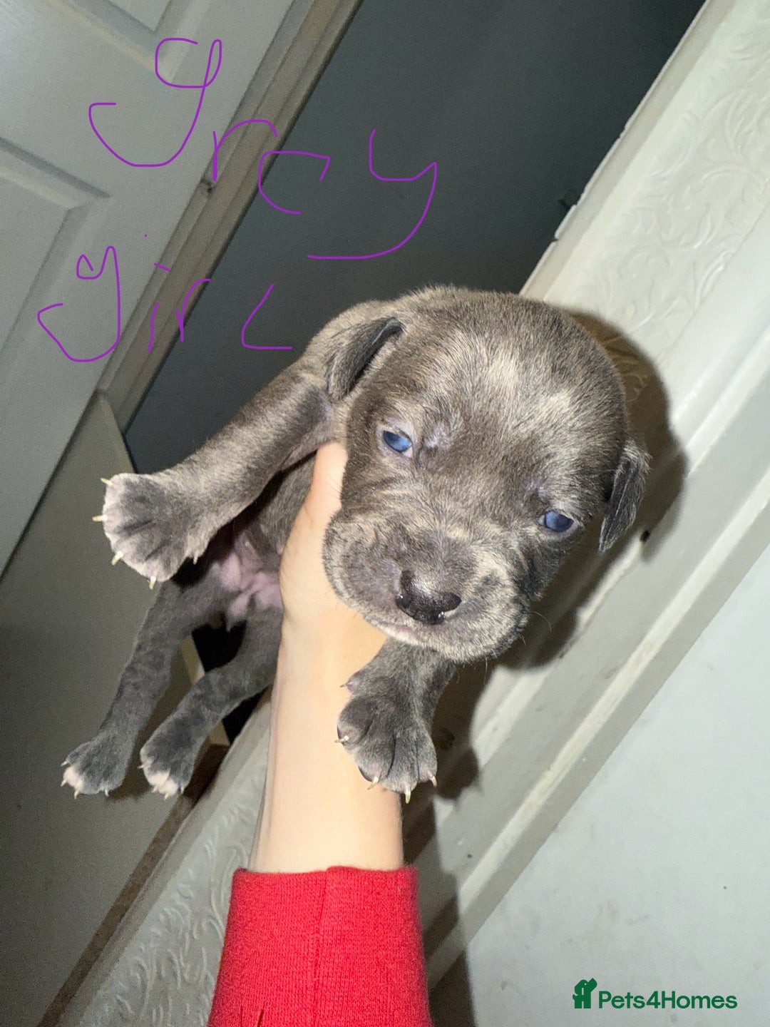 Mixed Breed dogs for sale: 9 beautiful cane corso puppies available  - Image 4