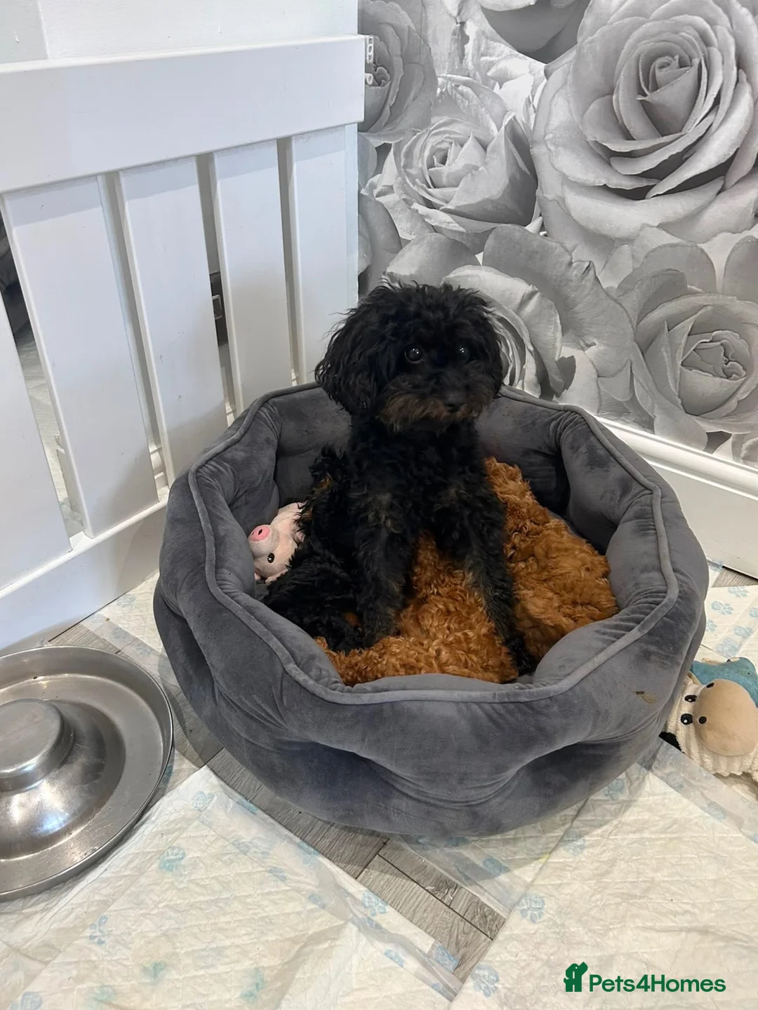 Cavapoo dogs for sale: RARE  **  CAVAPOOS dna tested parents  in Nottingham - Advert 2