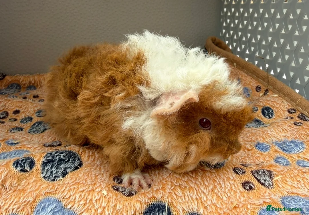 Guinea Pig rodents for sale: Texel Guinea Pig Boars  in Kettering - Advert 2