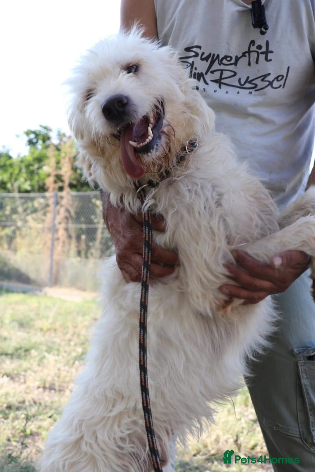 Mixed Breed dogs for adoption: ❤️ Diego – Gentle Giant Looking for Love 🐾 in Great Yarmouth - Advert 12