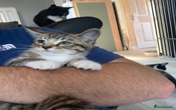 Mixed Breed cats for sale: Beautiful kittens  - Image 12