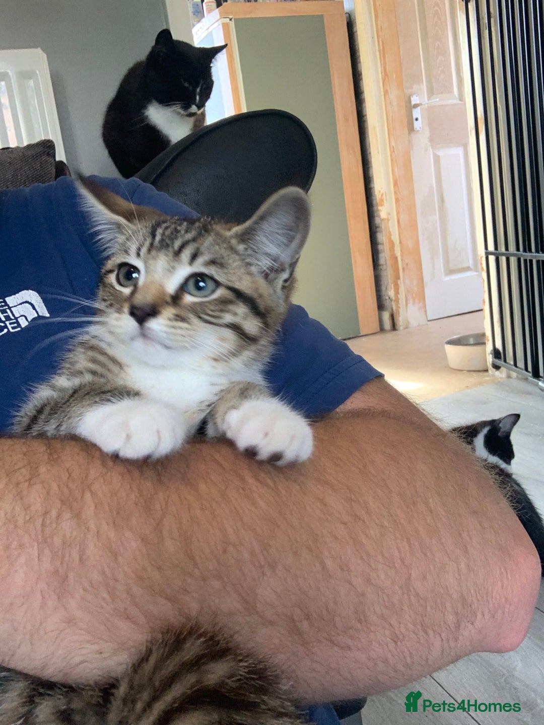 Mixed Breed cats for sale: Beautiful kittens  - Image 12