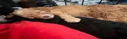 Cockapoo dogs for sale: F1bbb in Salisbury - Advert 4