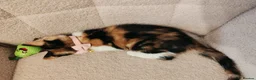 Mixed Breed cats for sale: 4 Loving kittens for sale  - Advert 10