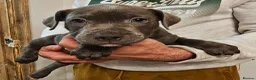 Staffordshire Bull Terrier dogs for sale: Not KC Reg Blue Staffordshire bull terrier boy - Advert 11