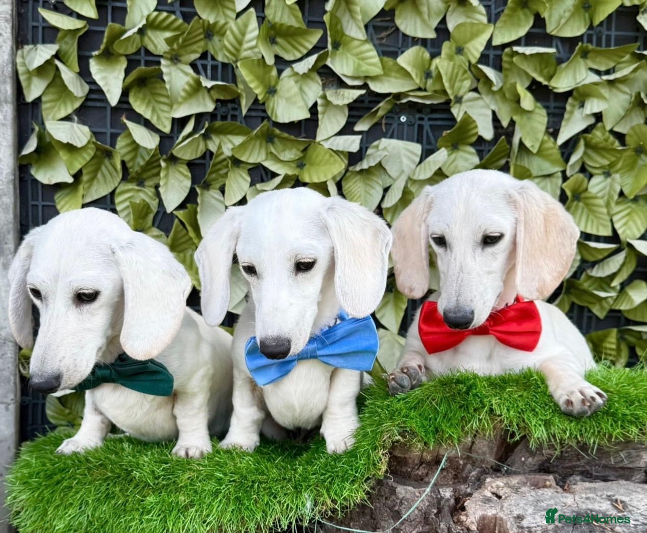 Miniature Dachshund dogs Pure White GHOST dachshunds - Advert 2