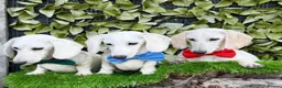 Miniature Dachshund dogs for sale: Pure White GHOST dachshunds - Advert 2
