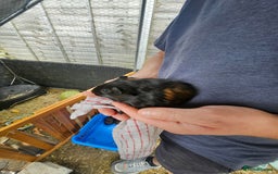 English rabbits for sale: Guinea pigs  - Image 4