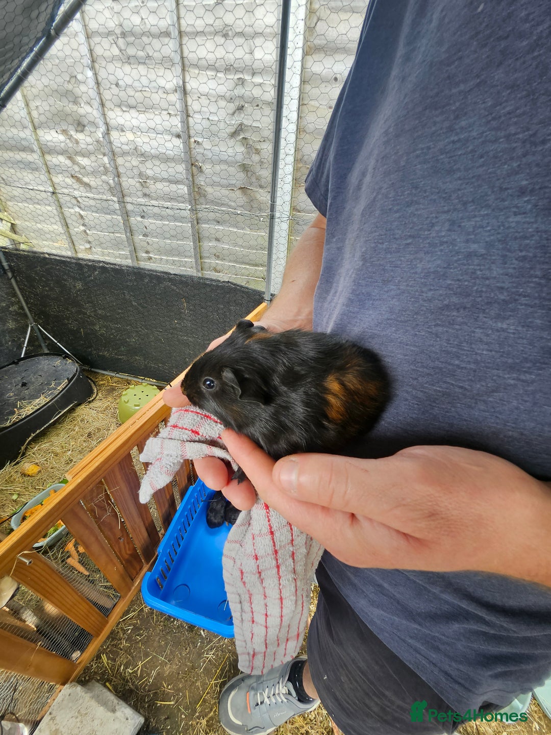 English rabbits for sale: Guinea pigs  - Image 4