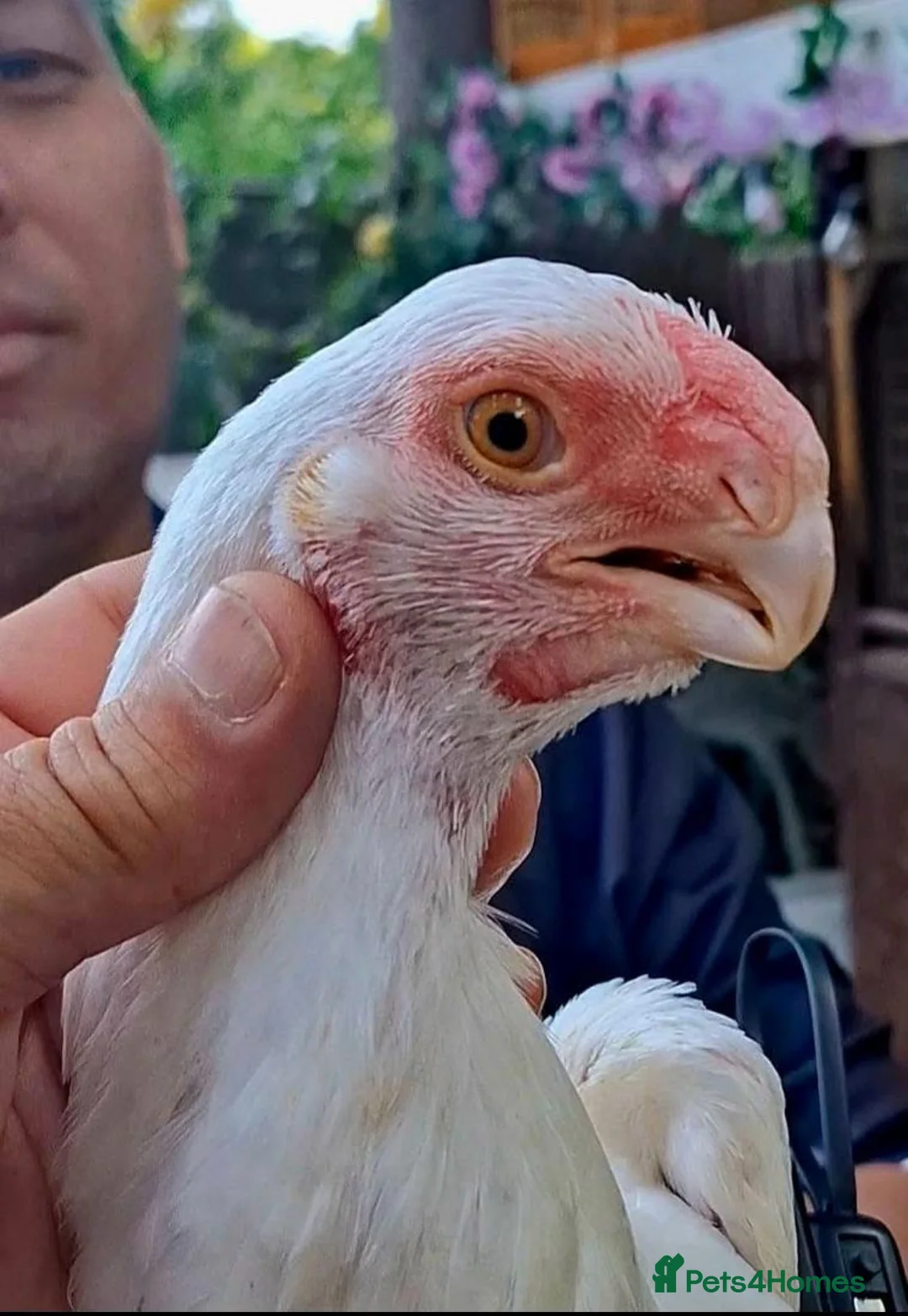 Chickens poultry for sale: RARE PARROT BEAK ASEEL CHICKENS FOR SALE - Advert 1