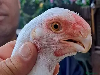 Chickens poultry RARE PARROT BEAK ASEEL CHICKENS FOR SALE - Advert 12