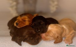 Cocker Spaniel dogs for sale: 🐶🐾beautiful show cocker spaniel puppy’s 🐶🐾 - Image 27