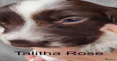 English Springer Spaniel dogs - Advert 14