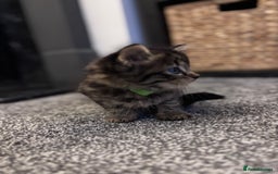 Mixed Breed cats for sale: Kittens Tabby & White with Tabby - Image 6