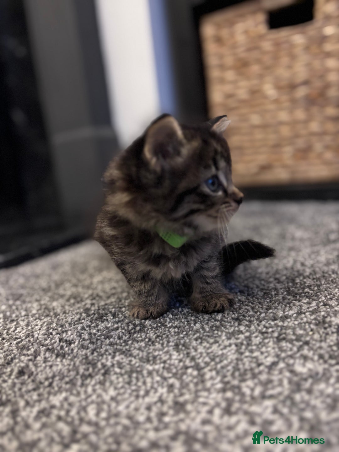 Mixed Breed cats for sale: Kittens Tabby & White with Tabby - Image 6