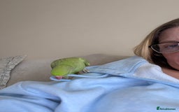 Ringnecks birds for sale: Hand reared ringneck - Image 9