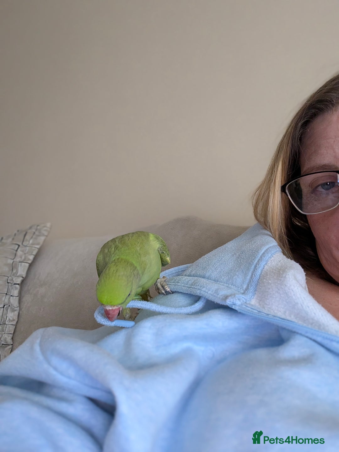 Ringnecks birds for sale: Hand reared ringneck - Image 9