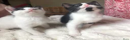 Domestic Shorthair cats for sale: Black and white domestic short hair boy kittens in Buxton - Advert 27