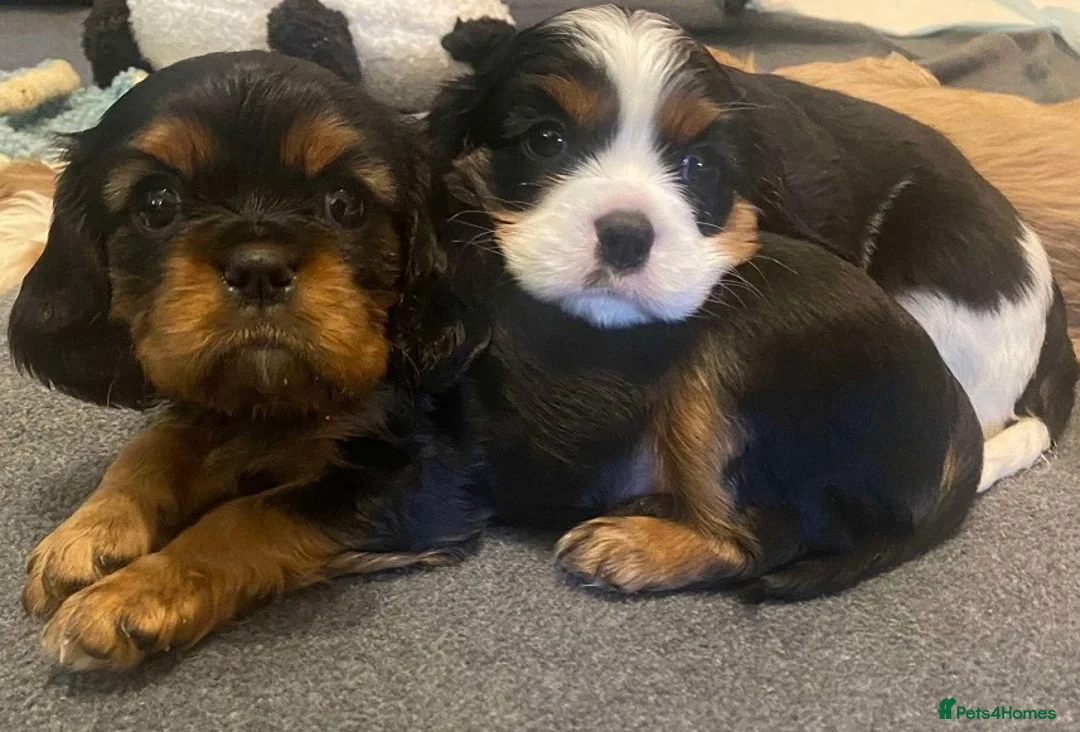 Cavalier King Charles Spaniel dogs for sale: Charming Cavalier King Charles Spaniel puppies - Advert 4