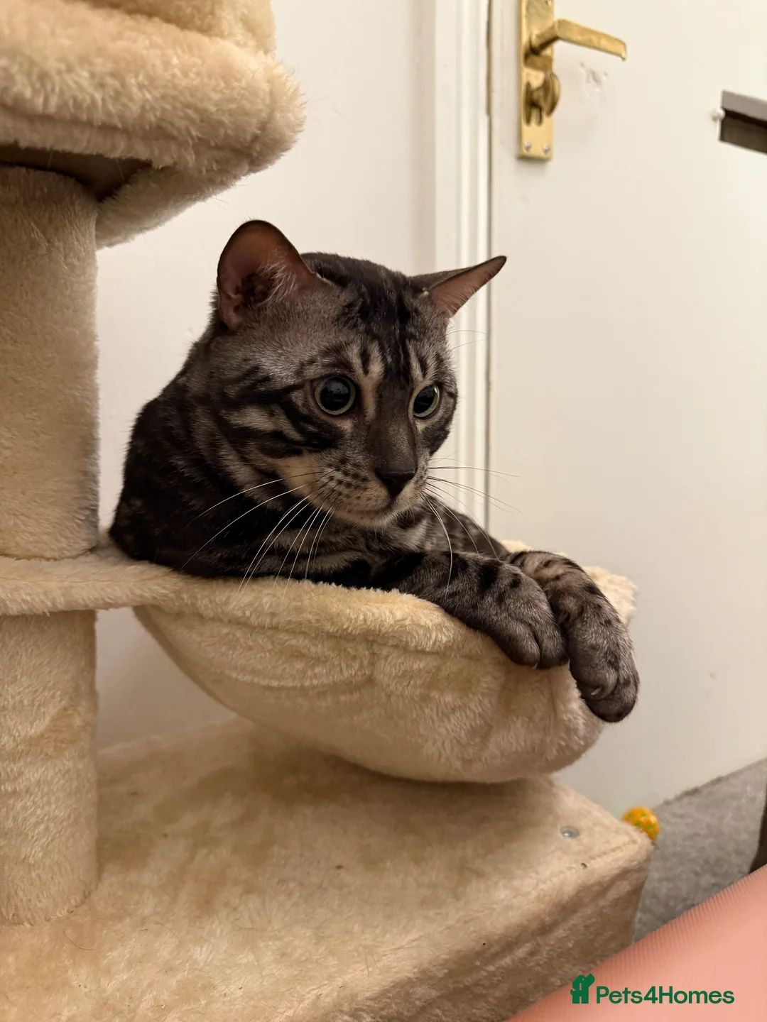 Bengal cats for sale: 2.5 year old charcoal Bengal Boy - Advert 5