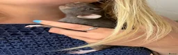 Rat rodents for sale: 3 gorgeous girls looking for a loving new home  - Advert 7