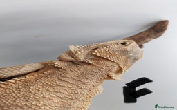 Bearded Dragon reptiles for sale: Hypo Het Zero Het Trans Bearded Dragons  - Image 4