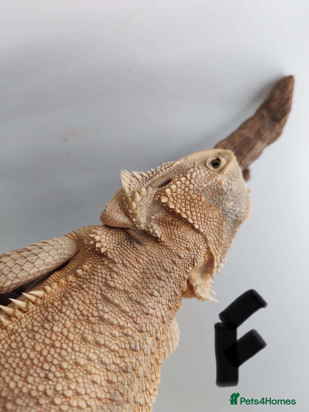Bearded Dragon reptiles for sale: Hypo Het Zero Het Trans Bearded Dragons  - Image 4