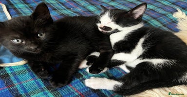 Domestic Shorthair cats - Advert 3