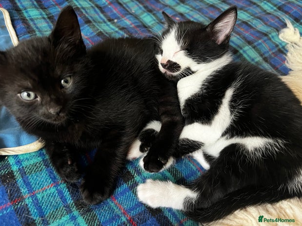 Domestic Shorthair cats - Advert 3