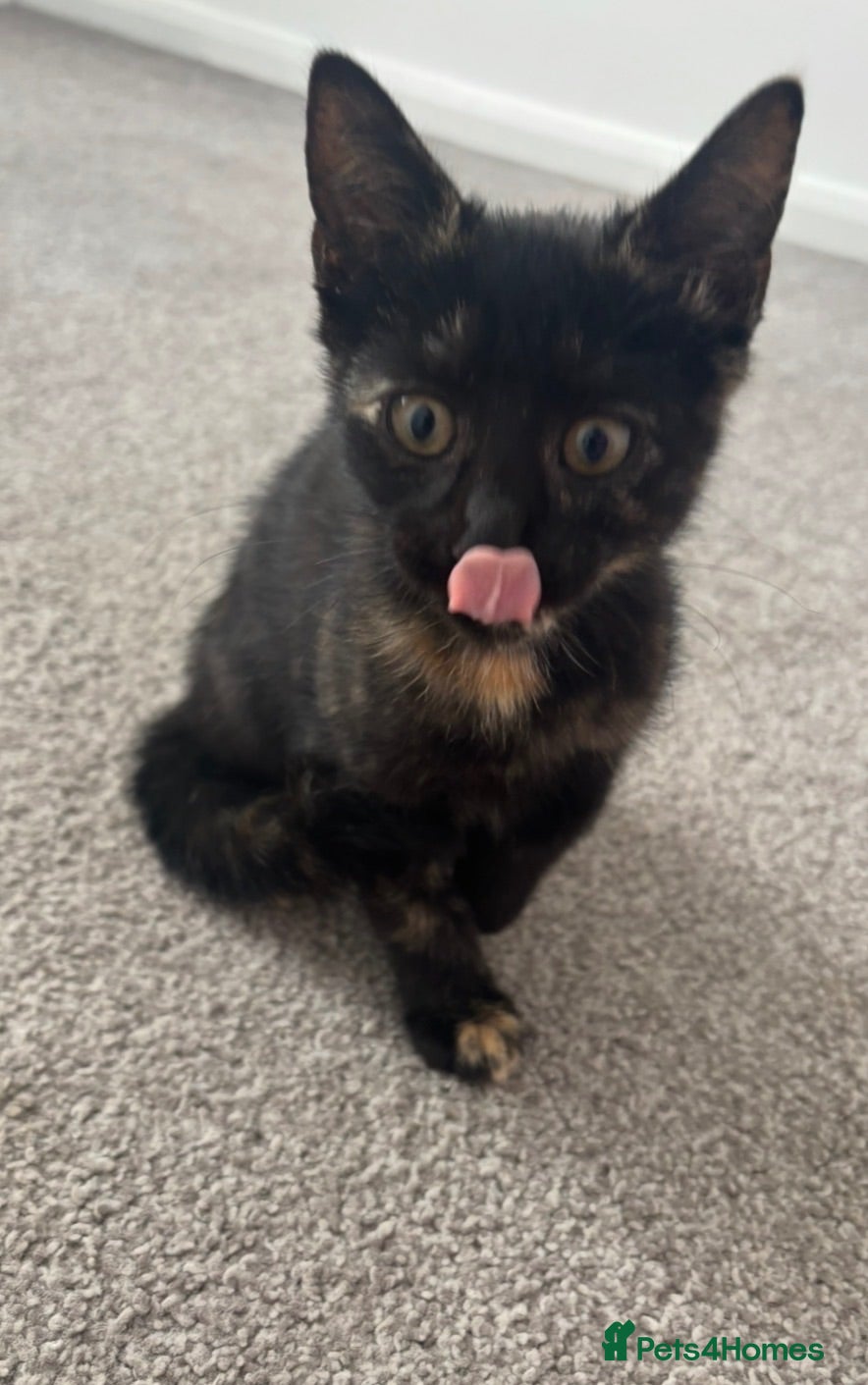 Domestic Shorthair cats Female kitten - Advert 2