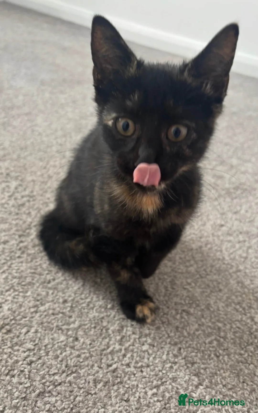 Domestic Shorthair cats for sale: Female kitten in Chatteris - Advert 1
