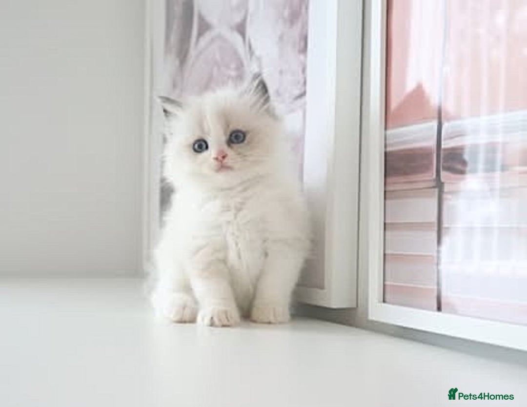 Ragdoll cats for sale: INDOOR FULL PEDIGREE RAGDOLL KITTENS - Advert 26