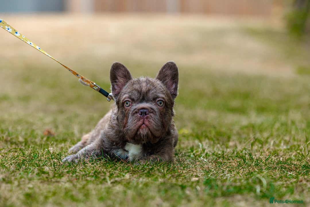 French Bulldog dogs for sale: 4 Female Frenchies  in London - Image 1