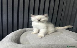 Ragdoll cats for sale: ragdoll kittens - Image 1