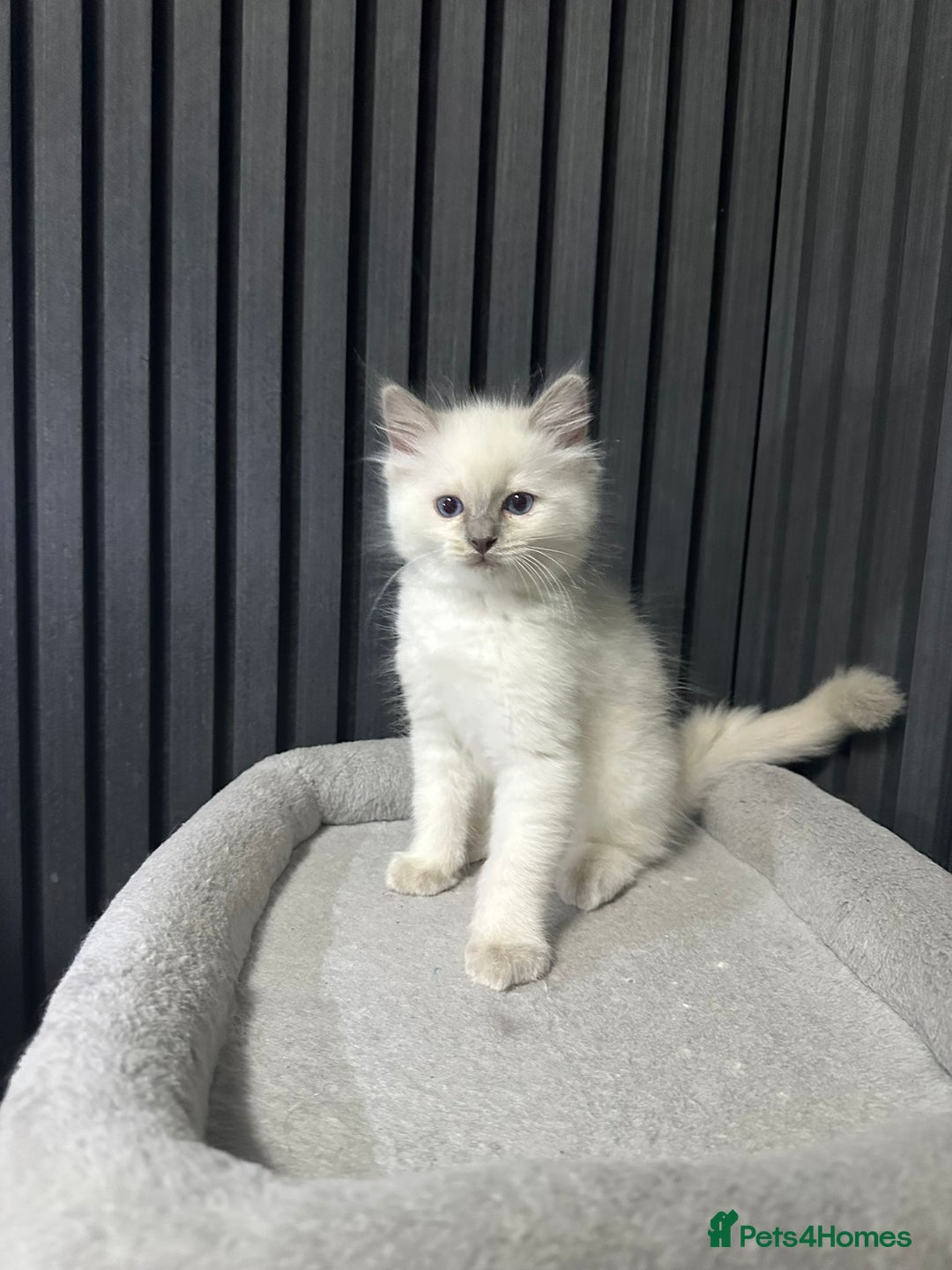 Ragdoll cats for sale: ragdoll kittens - Image 1