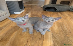 Russian Blue cats for sale: Stunning Russian Blue babies  in Huddersfield - Image 11