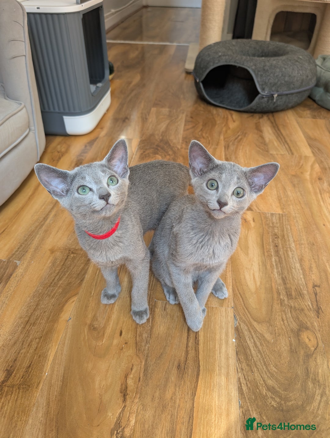 Russian Blue cats for sale: Stunning Russian Blue babies  in Huddersfield - Image 11