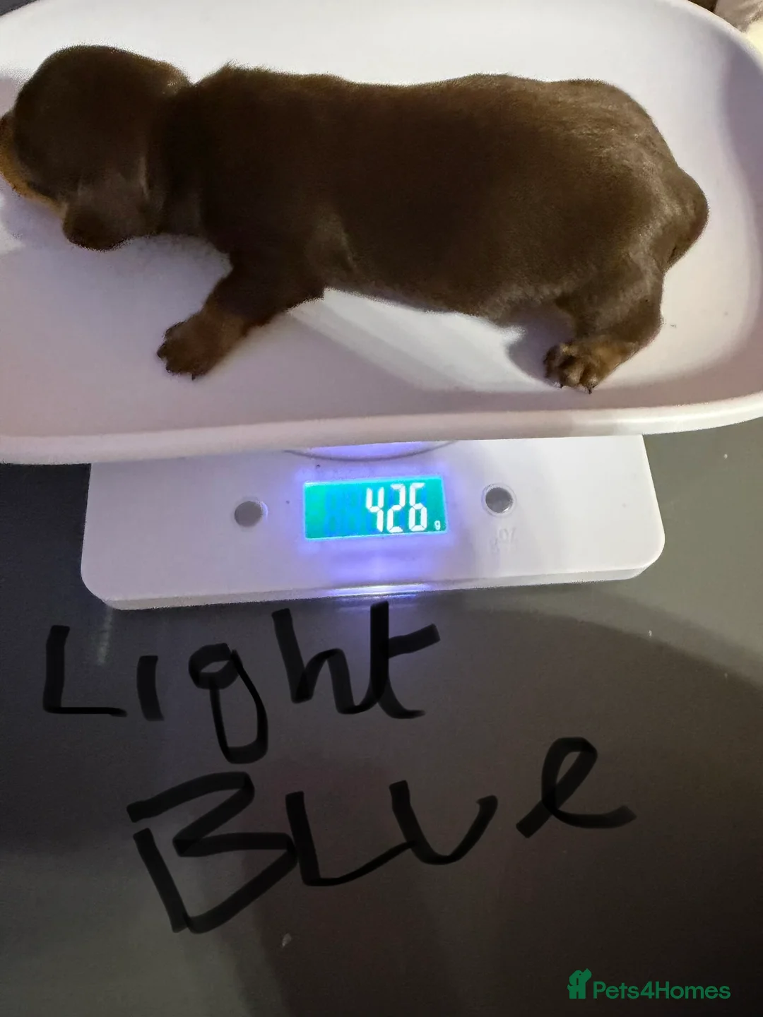 Miniature Dachshund dogs for sale: Stunning chocolate and tan puppies 🐾 - Advert 8