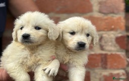 Golden Retriever dogs for sale: Reduced to find them there forever homes   - Image 21