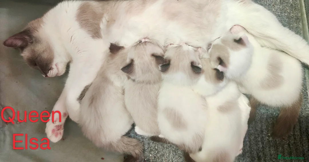 Ragdoll cats for stud: Ragdoll for Stud - Advert 7