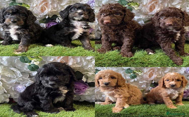 Cockapoo dogs - Advert 2
