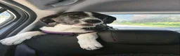 Mixed Breed dogs for adoption: Panda is looking for her forever home  in Newton Abbot - Advert 3