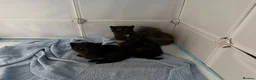 Mixed Breed cats for sale: 2 beautiful kittens for sale  - Advert 26