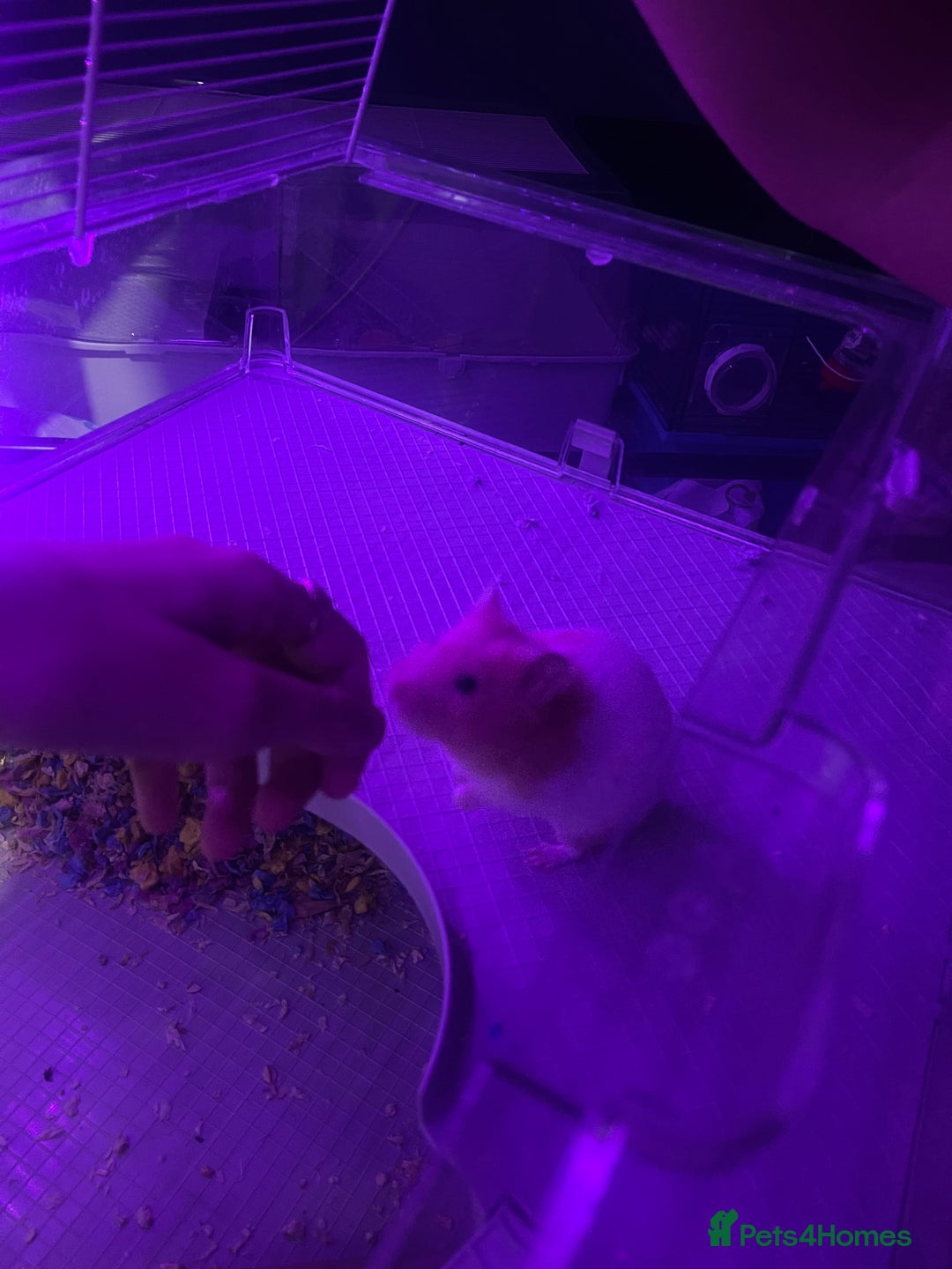 Hamster rodents for sale: Chunk the hamster  - Image 6