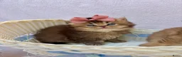 British Longhair cats for sale: Pedigree British longhair golden chocolate black - Advert 19