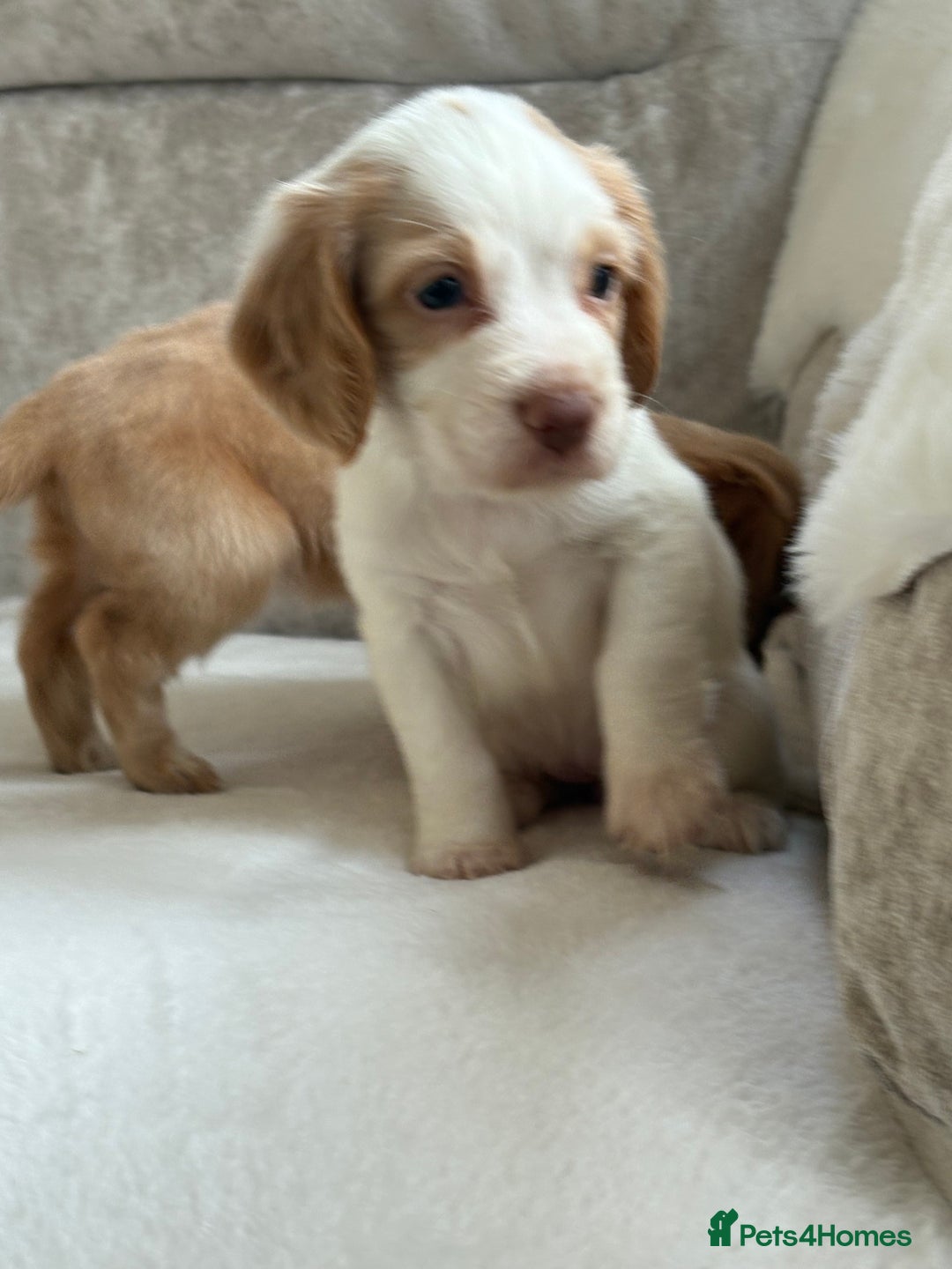 Cocker Spaniel dogs for sale: Stunning cocker spaniel puppies  - Image 12