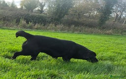 Labrador Retriever dogs for sale: Lovable and playful 12 Month Old Labrador Dog  - Advert 3