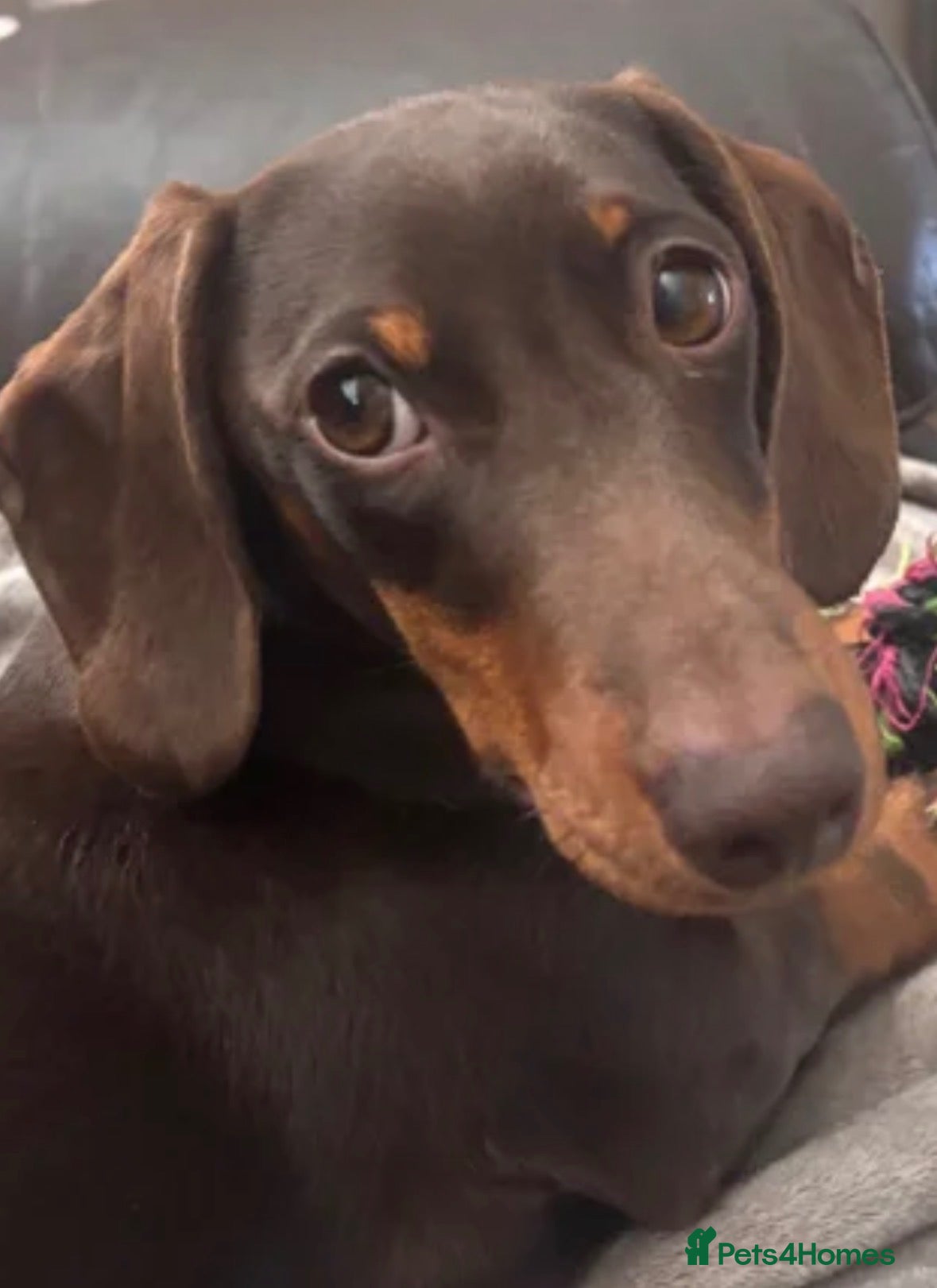 Miniature Dachshund dogs Bud the stud boy  - Advert 8