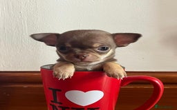 Chihuahua dogs for stud: Chico the Charmer- Russian Lines Champion Pedigree in Chester - Image 23